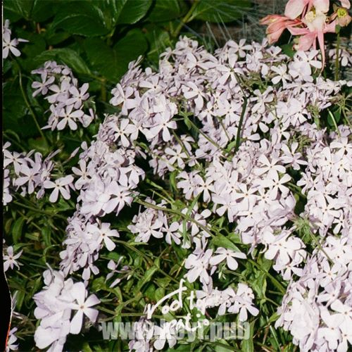 rooftop patio - Let You Go