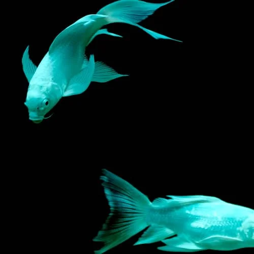 Wisue – 바다에게 가자 (Fish)[320K/MP3]