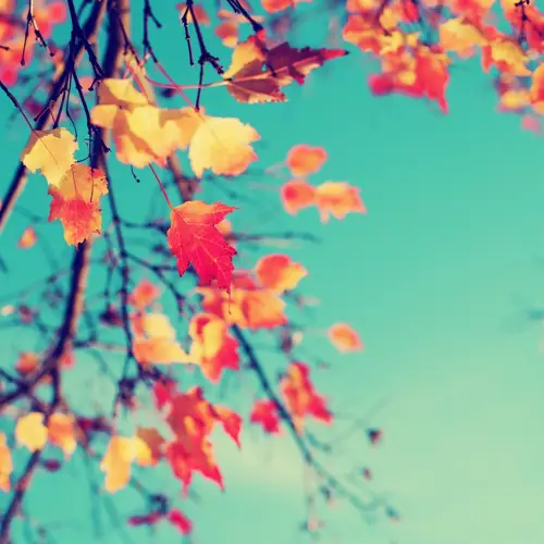 브라더스 - 가을 추억