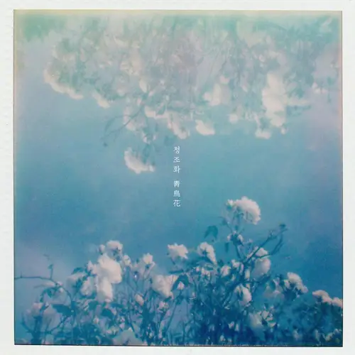 그네, 초이(CHOI) - 청조화 靑鳥花